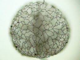 Attēlu rezultāti vaicājumam “Comatricha ellae spores”