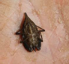 Attēlu rezultāti vaicājumam “Nepa cinerea nymph”