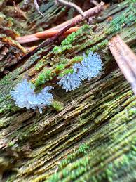 Attēlu rezultāti vaicājumam “Cribraria ferruginea stalked”