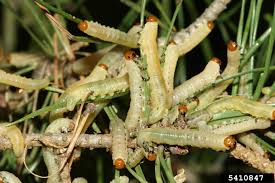 Attēlu rezultāti vaicājumam “Diprion pini”