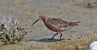 Image result for Calidris ferruginea