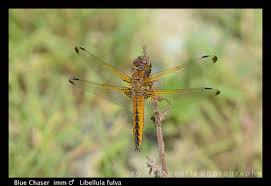 Attēlu rezultāti vaicājumam “Libellula fulva male”