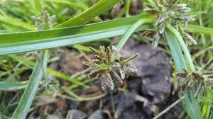 Attēlu rezultāti vaicājumam “Cyperus fuscus”