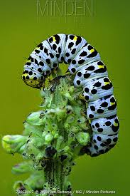Attēlu rezultāti vaicājumam “Shargacucullia scrophulariae larva”