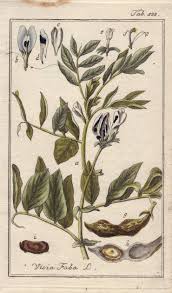 Attēlu rezultāti vaicājumam “Vicia faba leaf”