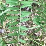 Attēlu rezultāti vaicājumam “Vicia hirsuta fruit”