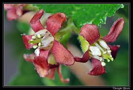 Attēlu rezultāti vaicājumam “Ribes nigrum flower”