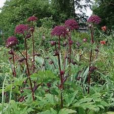 Image result for Angelica silvestris