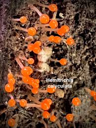 Attēlu rezultāti vaicājumam “Hemitrichia calyculata”