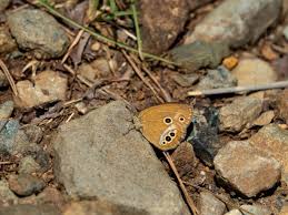 Attēlu rezultāti vaicājumam “Aphantopus hyperantus underside”