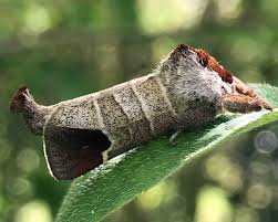 Attēlu rezultāti vaicājumam “Clostera curtula”