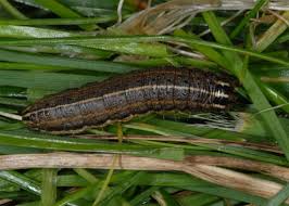 Attēlu rezultāti vaicājumam “Apamea remissa”