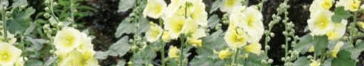 Image result for Alcea rugosa