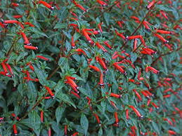 Image result for Cuphea ignea