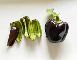 Afbeeldingsresultaat voor purple beauty sweet pepper