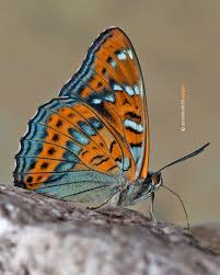 Attēlu rezultāti vaicājumam “Argynnis laodice underside”