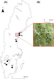 Attēlu rezultāti vaicājumam “Hylocomiastrum umbratum”