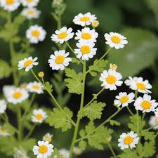 Image result for Tanacetum parthenium