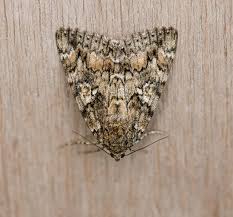 Attēlu rezultāti vaicājumam “Catocala sponsa”