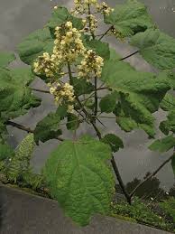 Attēlu rezultāti vaicājumam “Catalpa ovata leaf”