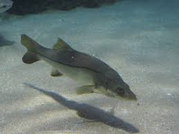 Image result for Centropomus undecimalis