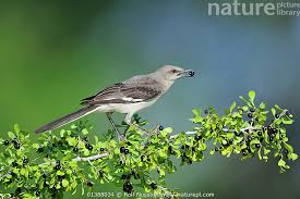 Image result for Mimus polyglottos