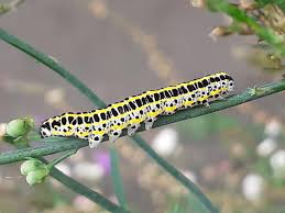 Attēlu rezultāti vaicājumam “Calophasia lunula larva”