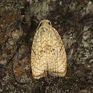 Attēlu rezultāti vaicājumam “Acleris forsskaleana”