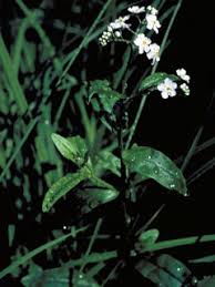 Attēlu rezultāti vaicājumam “Myosotis laxa subsp. baltica leaf”