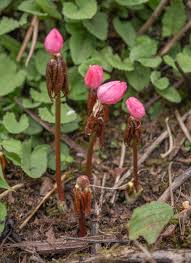 Attēlu rezultāti vaicājumam “Podophyllum hexandrum flower”