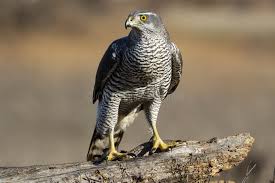 Attēlu rezultāti vaicājumam “Accipiter gentilis adult”