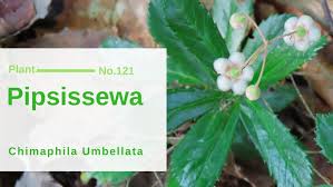 Attēlu rezultāti vaicājumam “Chimaphila umbellata fruit”