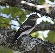 Attēlu rezultāti vaicājumam “Ficedula hypoleuca”
