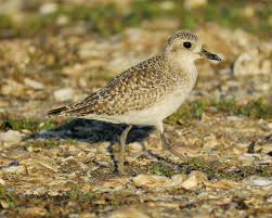 Attēlu rezultāti vaicājumam “Pluvialis squatarola”