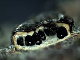 Attēlu rezultāti vaicājumam “Diatrype disciformis”