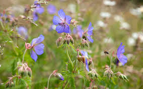 Image result for Geranium pratense