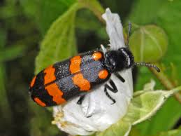 Attēlu rezultāti vaicājumam “Meloidae”