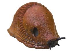 Attēlu rezultāti vaicājumam “Arion lusitanicus”