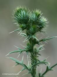 Attēlu rezultāti vaicājumam “Cirsium vulgare leaf”