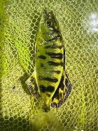 Image result for Lichia amia