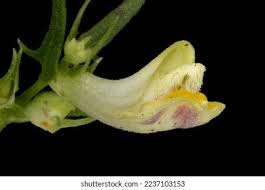 Attēlu rezultāti vaicājumam “Melampyrum pratense flower”