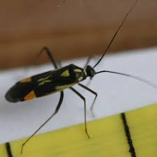 Attēlu rezultāti vaicājumam “Grypocoris sexguttatus”