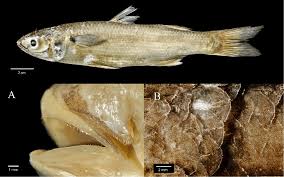 Image result for Mugil