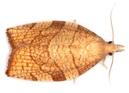 Attēlu rezultāti vaicājumam “Pandemis”