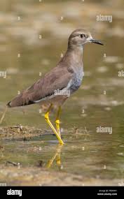 Image result for Vanellus leucurus