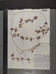 Attēlu rezultāti vaicājumam “Batrachium circinatum leaf”