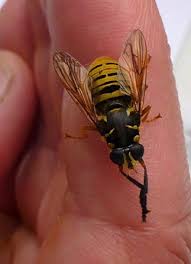 Attēlu rezultāti vaicājumam “Temnostoma vespiforme”