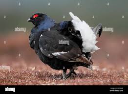 Image result for Tetrao tetrix