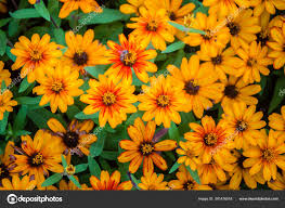 Image result for Zinnia violacea