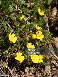 Attēlu rezultāti vaicājumam “Potentilla arenaria flower”